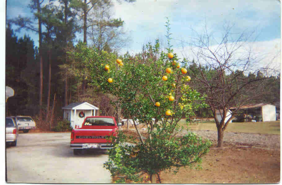 Yuzu