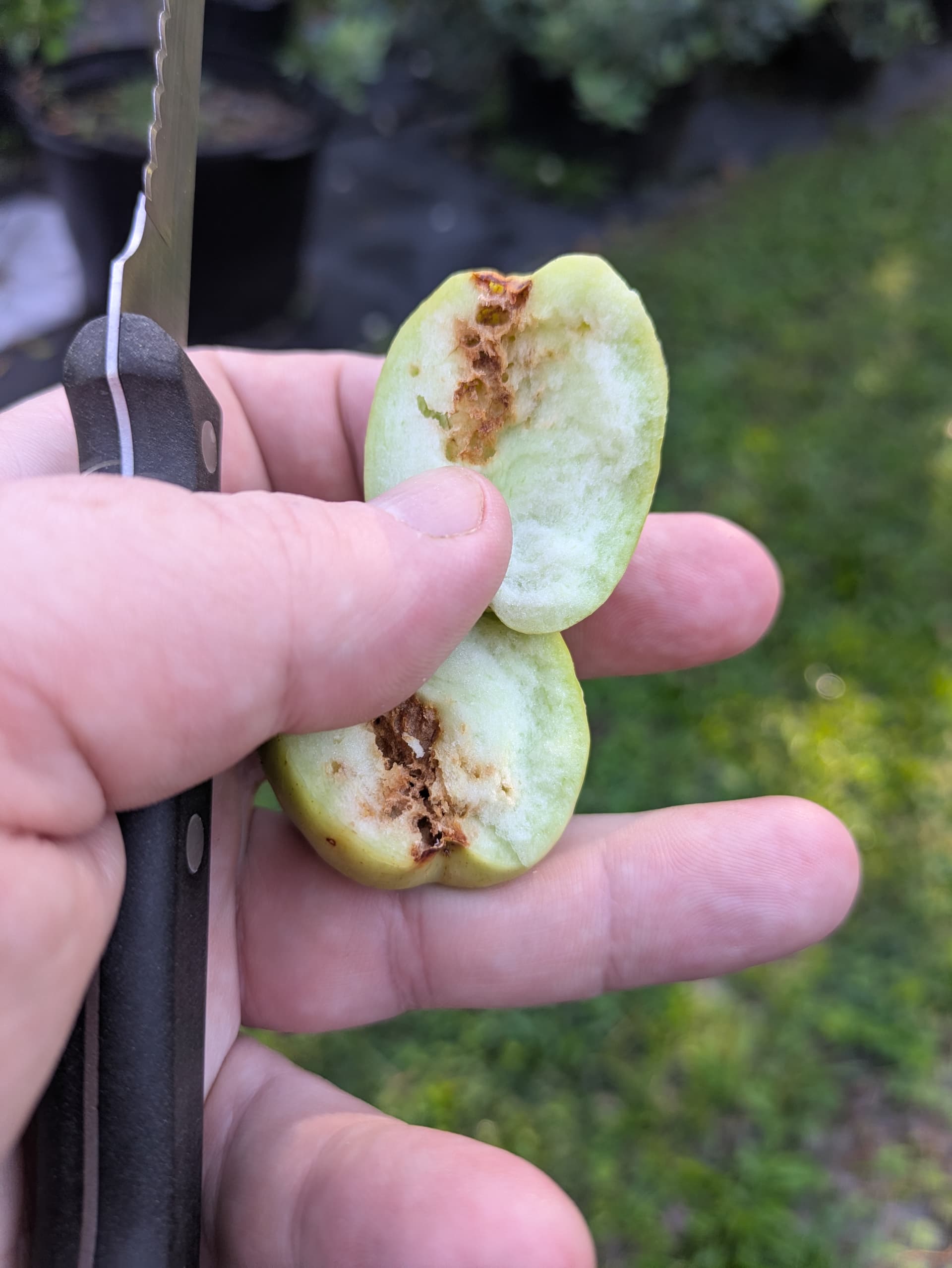 Jujube Worms General Fruit Growing Growing Fruit jujube-worms-general-fruit-growing-growing-fruit