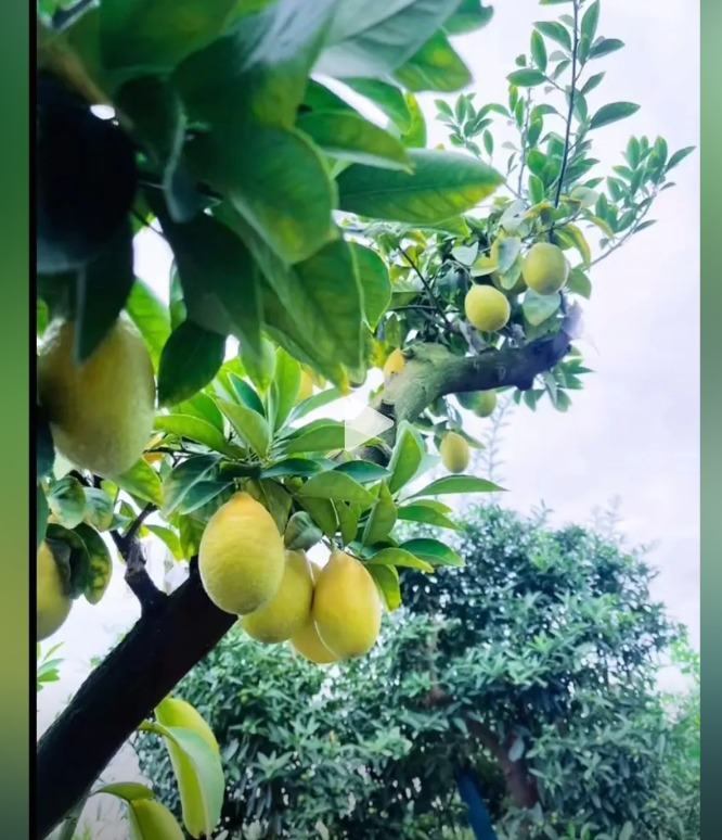 WhatsApp Image 2026-01-16 at 13.39.57