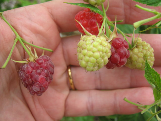 Purple F2 Raspberries._1