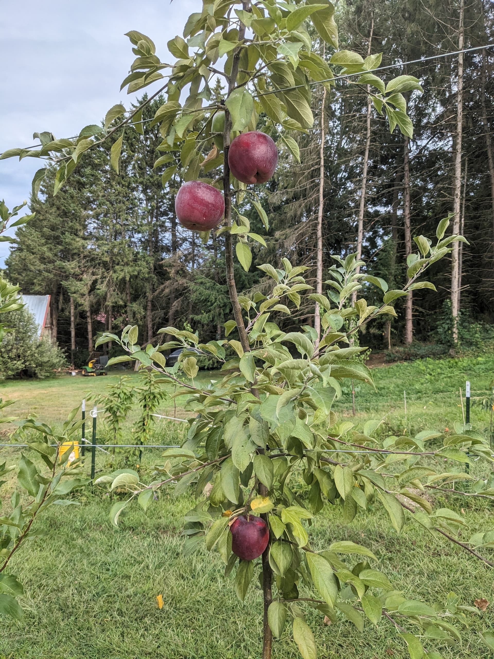 Apples 2025 - General Fruit Growing - Growing Fruit