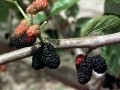 ripe and immature Shangri La mulberries