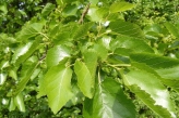 mulberry leaves and young fruit