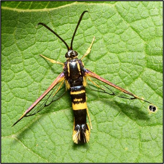 Fig-1_Dogwood-borer_Chris-Joll-2024
