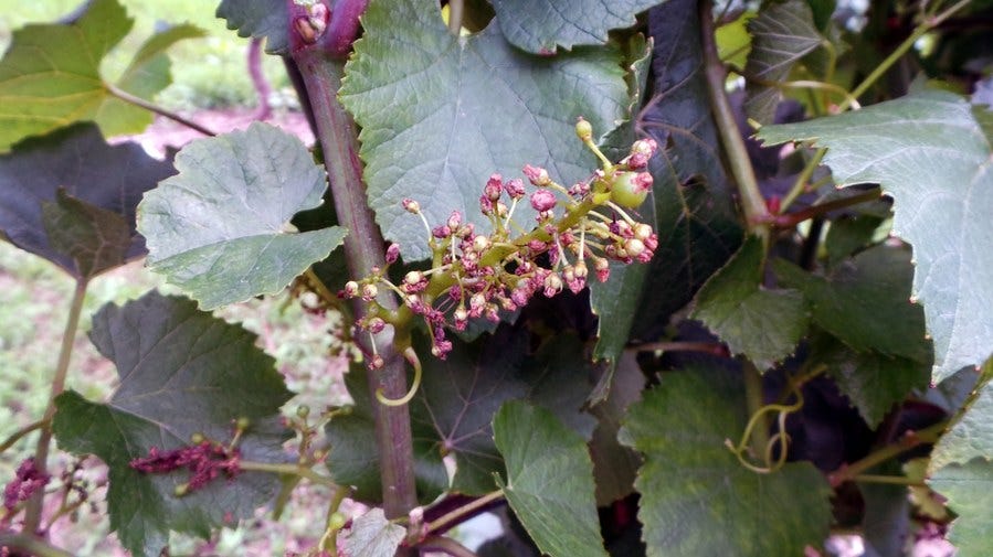 A grape cluster showing phenoxy-herbicide damage