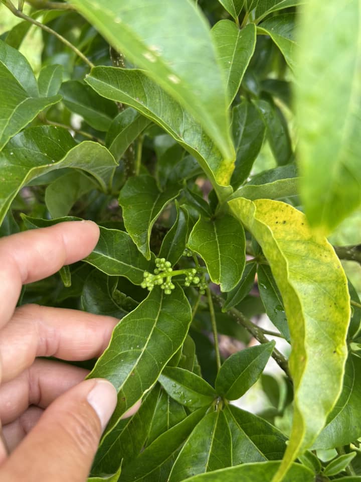 539938617_10237034995796410_2701046456240591331_n