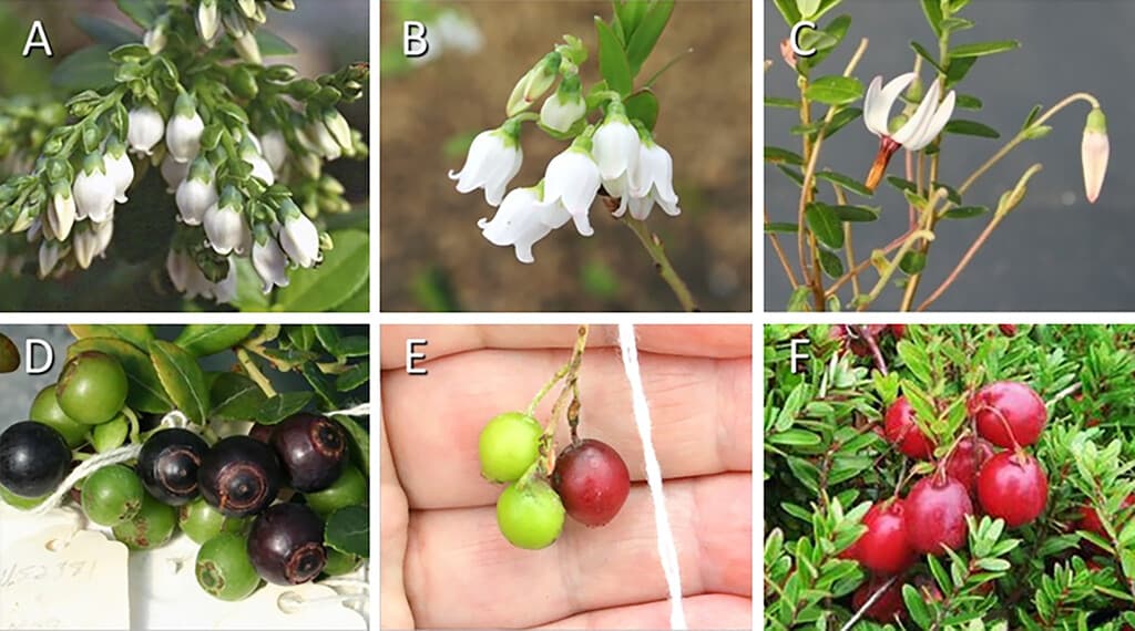 Which berry varieties to add? - Page 2 - General Fruit Growing ...