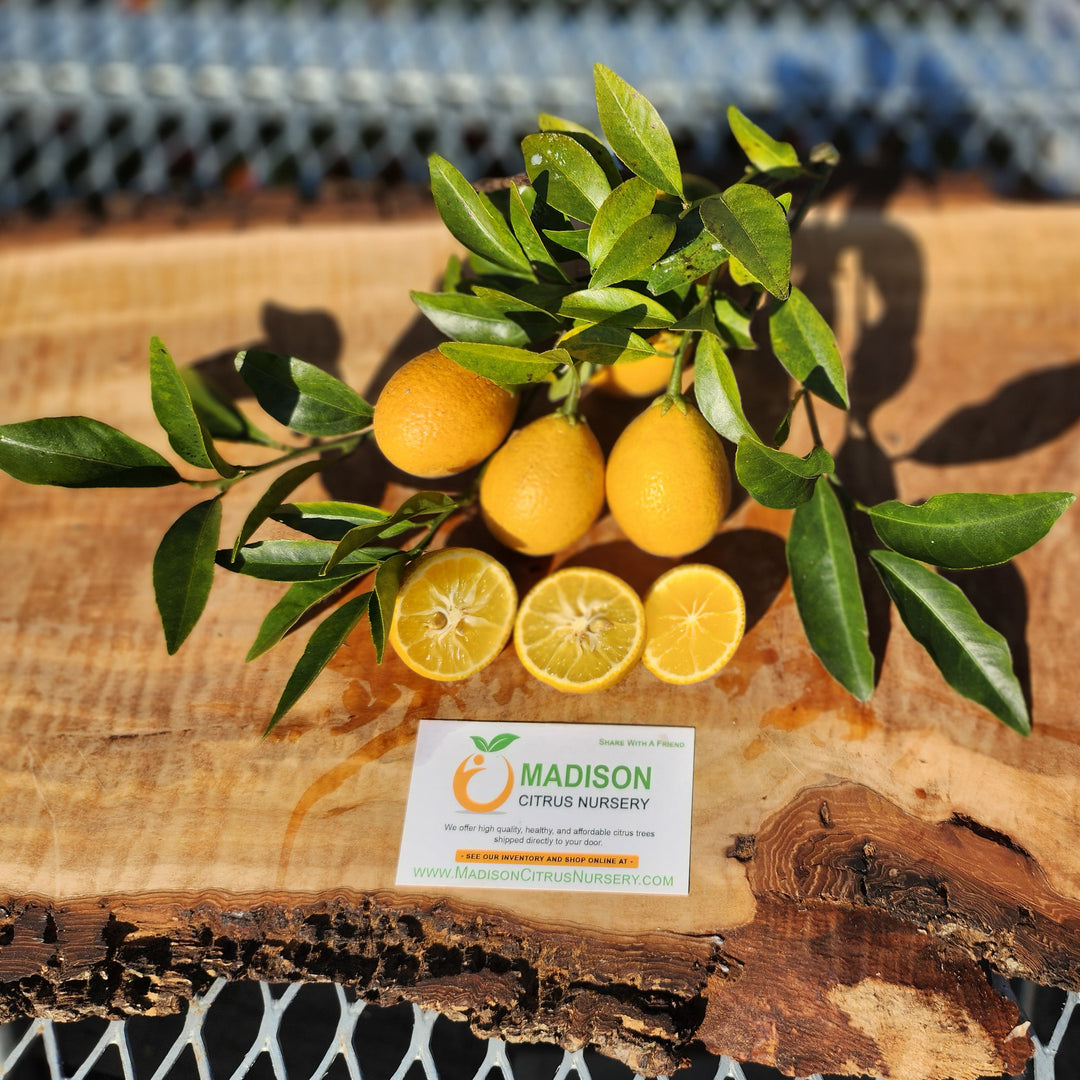 Revisiting cold hardy citrus in 2026 - General Fruit Growing