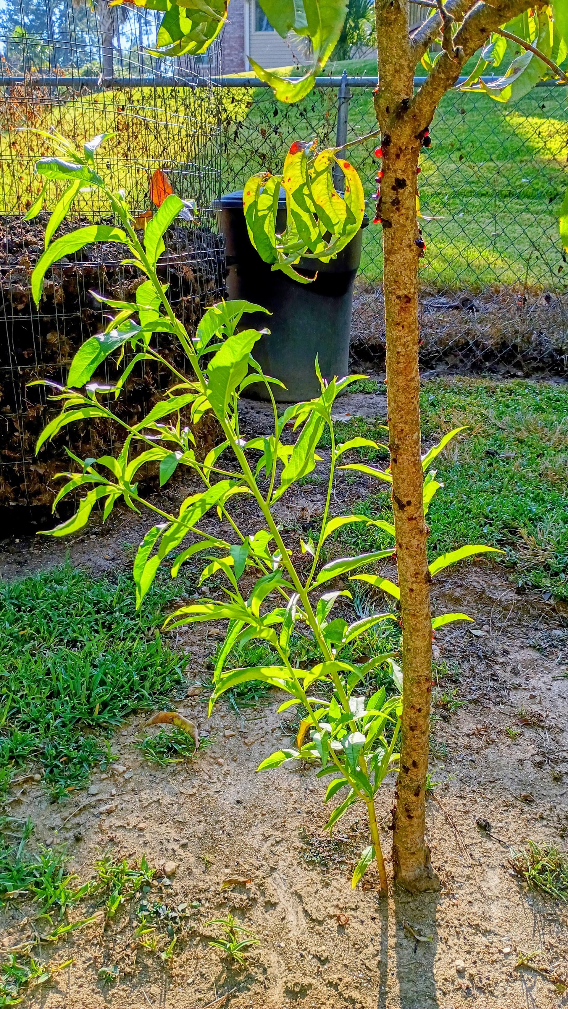 Is this peach tree toast? - General Fruit Growing - Growing Fruit