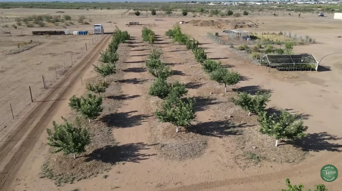 Look at this farm in AZ desert - General Fruit Growing - Growing Fruit