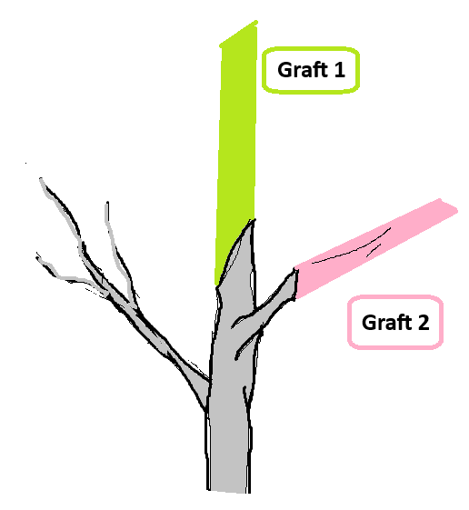 multigraft