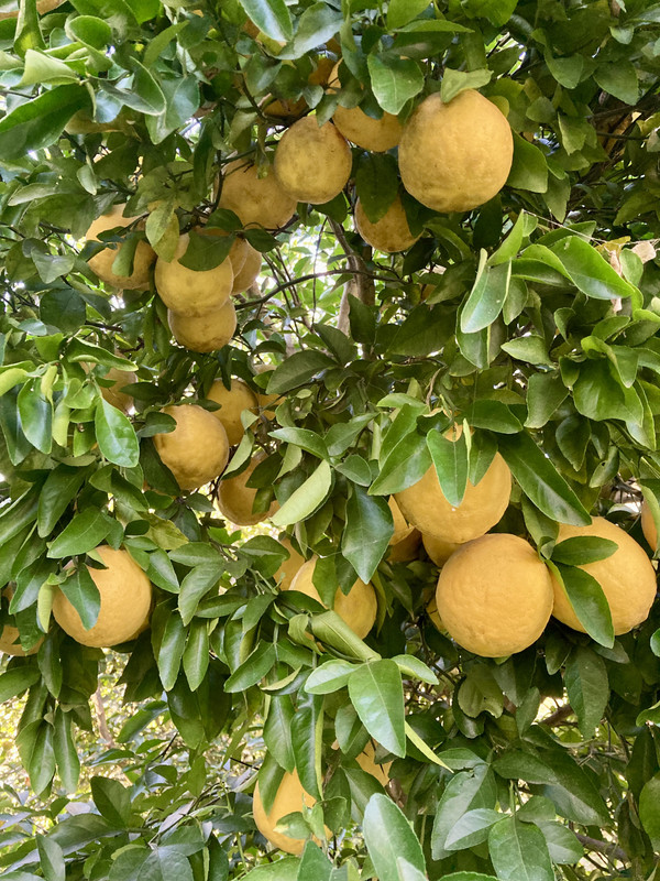 Iva Swingle Citrumelos
