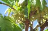 mulberry catkins