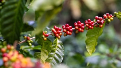 Close-up of an Arabica Coffee tree branch with clusters of densely growing rich red cherries among large, glossy, dark green leaves against a blurred garden background.