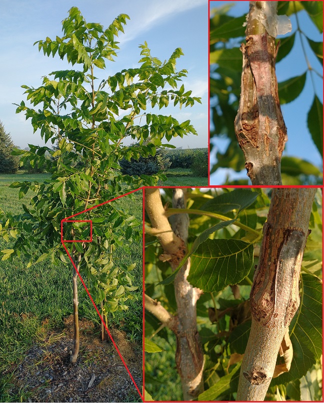 IMG_20250819EvenSmaller