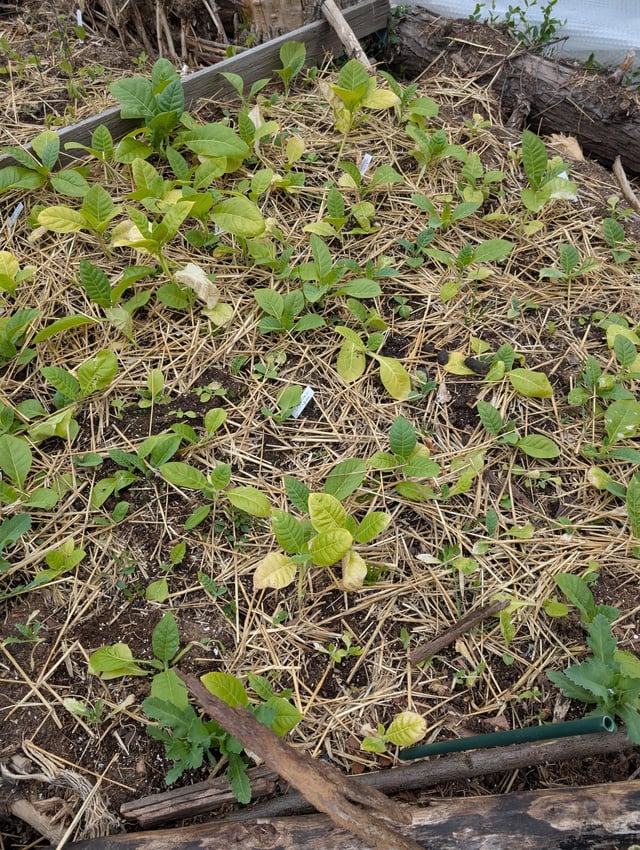 one-of-the-beds-tucked-in-to-grow-v0-lho303ydkv2f1