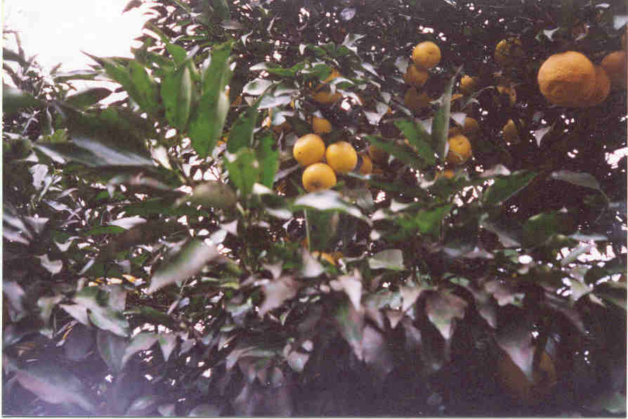 Taichang lemon