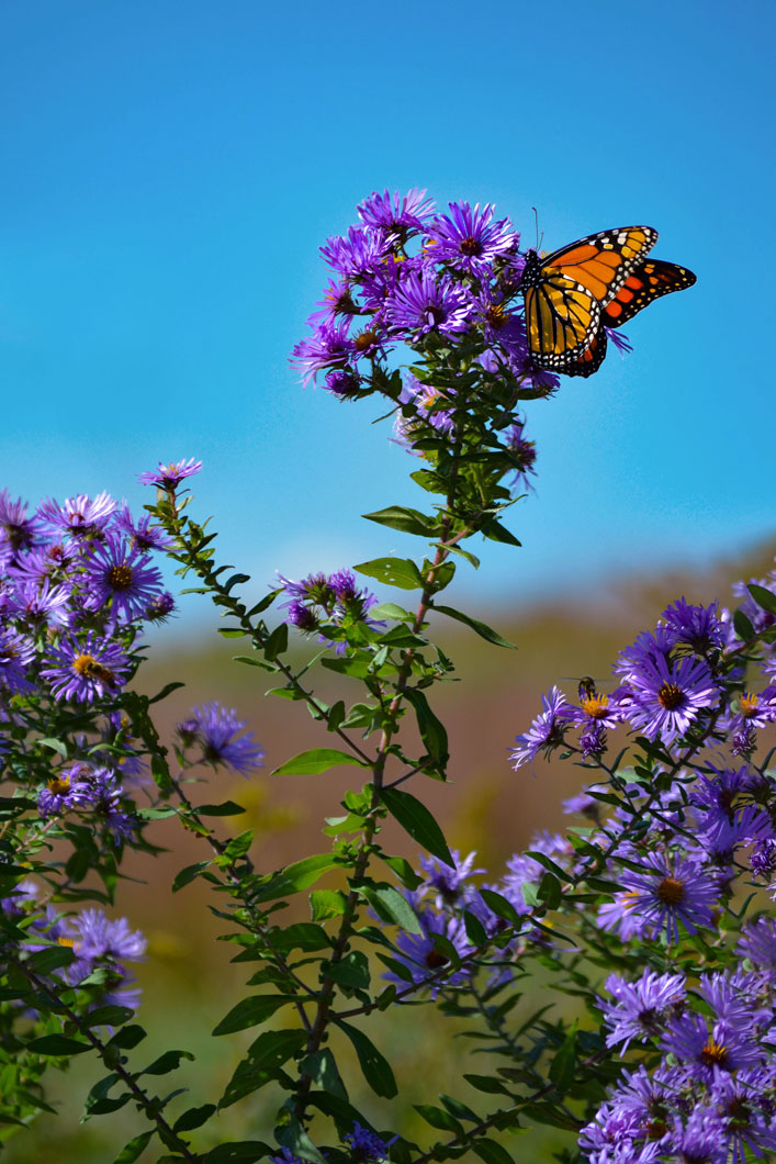 Monarch-Butterfly-on-Symphyotrichum-novae-angliae-New-England-Aster