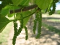 Saharanpur mulberry flowers