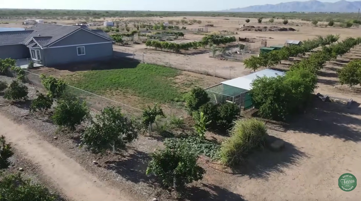 Look at this farm in AZ desert - General Fruit Growing - Growing Fruit