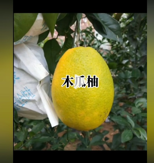 WhatsApp Image 2026-01-16 at 18.38.29