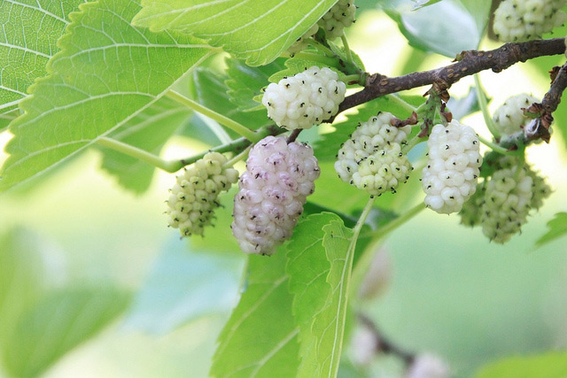 start mulberry trees from cuttings