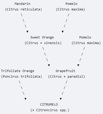 Citrumelo ancestry