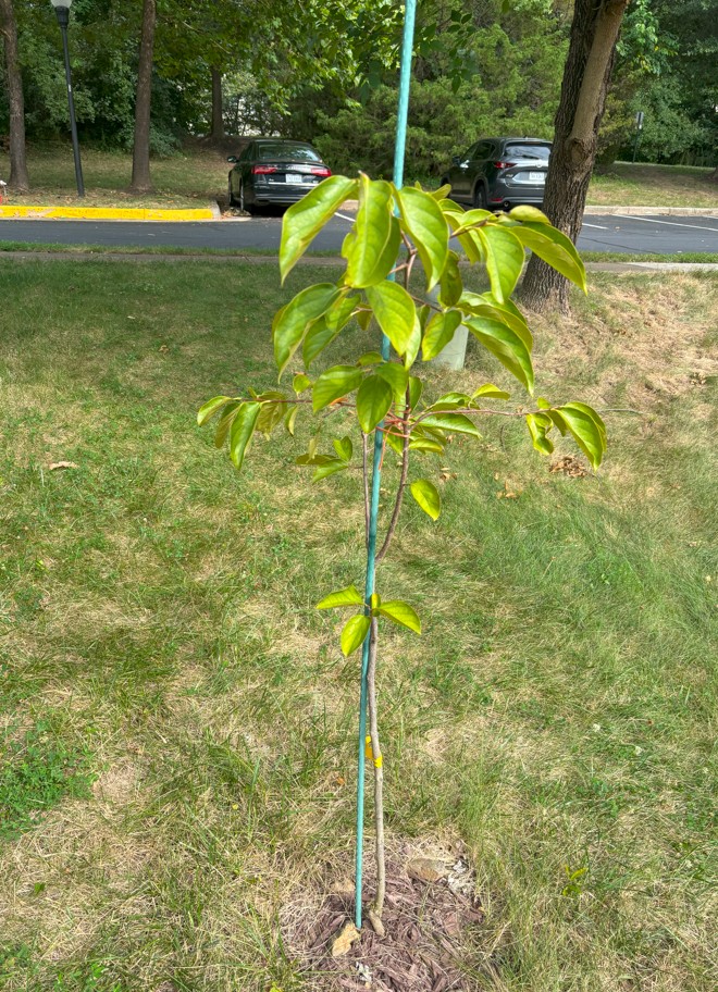 Hachiya Persimmon