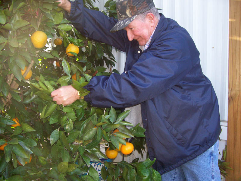 satsuma.jpg (46174 bytes)
