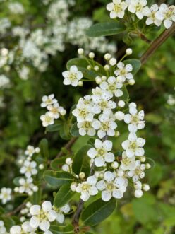 The small, white flowers of the scarlet firethorn have an unpleasant smell.