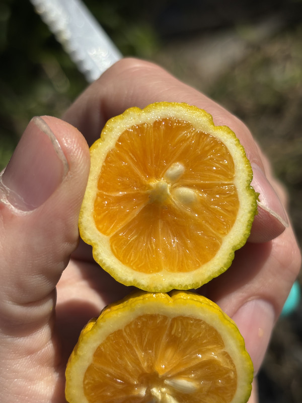 Fruit with Satsuma flesh and Poncirus rind, segment walls.
