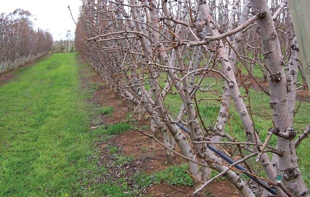 The canopies in the highly productive trees at Ardmona consist of horizontal fruiting units, which contain spurs and short laterals with terminal floral buds. Each tree has four leaders, two on each opposite side. There are no branches, only fruiting units that were created over three years. <b>(Courtesy Bas van den Ende)</b>