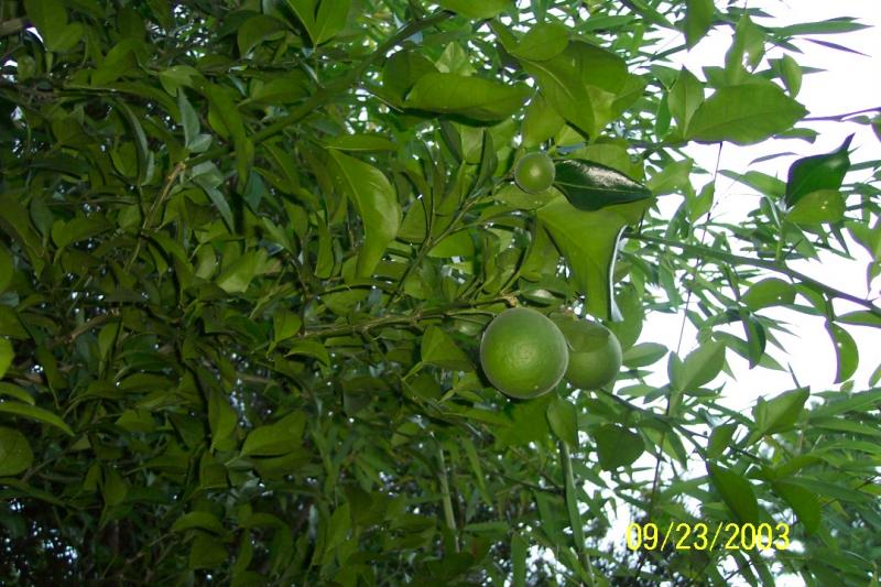 Citrumelo