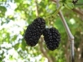 black Shangri La mulberries