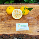 Yuzu Lemon Tree