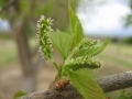 gerardi dwarf mulberry flowers