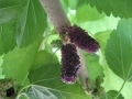 Black Kokuso mulberries with a deep lavender glow around the edge from partial sun exposure.