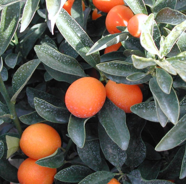 Meiwa & Nagami Kumquats