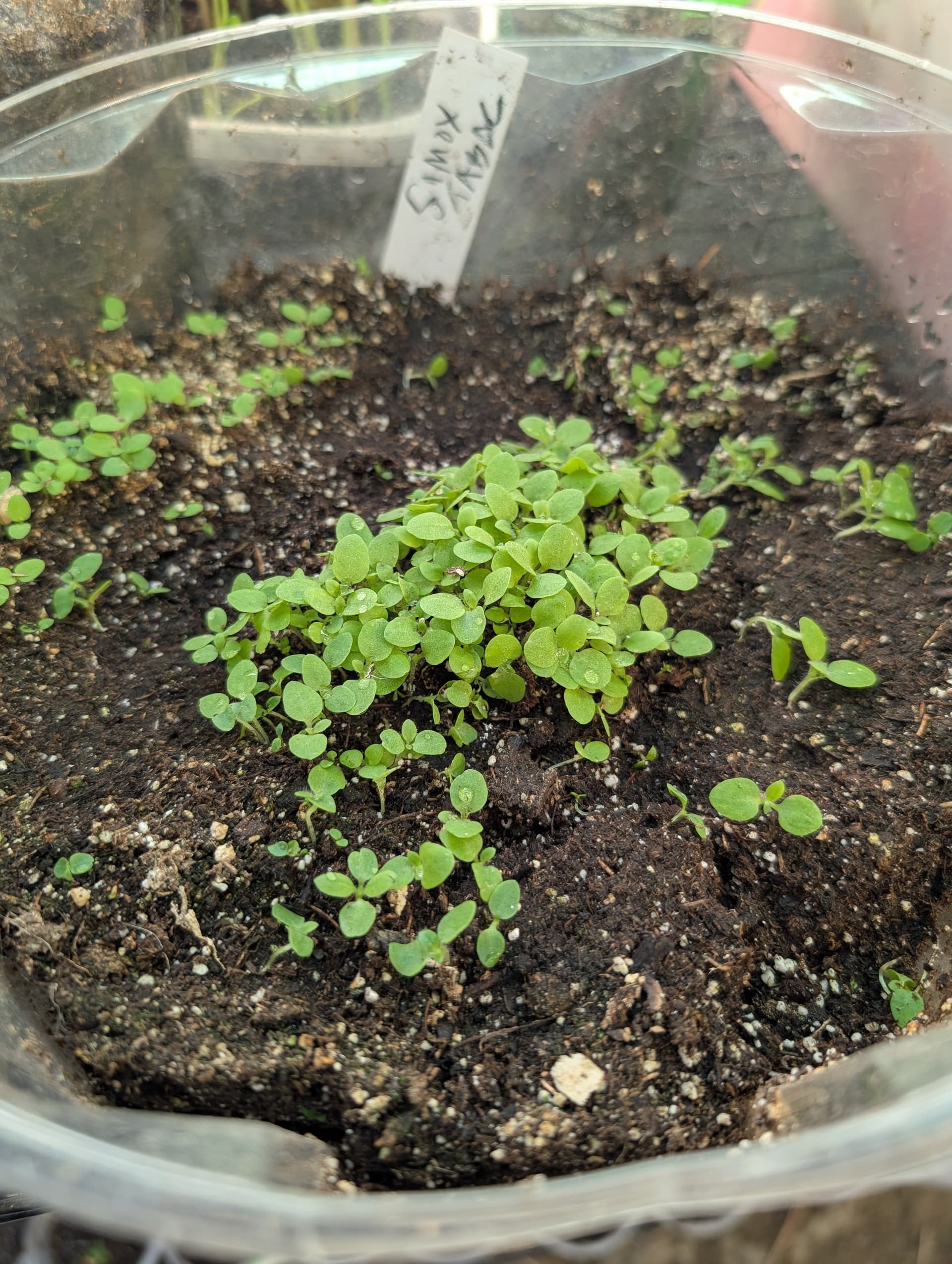 Tobacco Growing - General Gardening