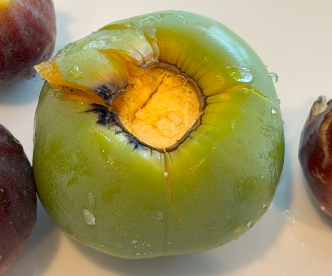 Persimmons4