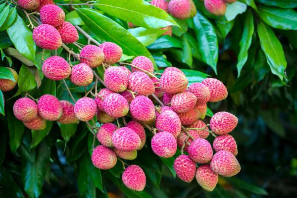 Potentially lychee hybrid