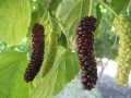 ripe and immature Pakistan mulberries