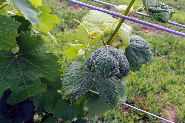 Grape leaves exhibiting phenoxy-type herbicide damage in 2017. Photo: T. Delvalle, Penn State