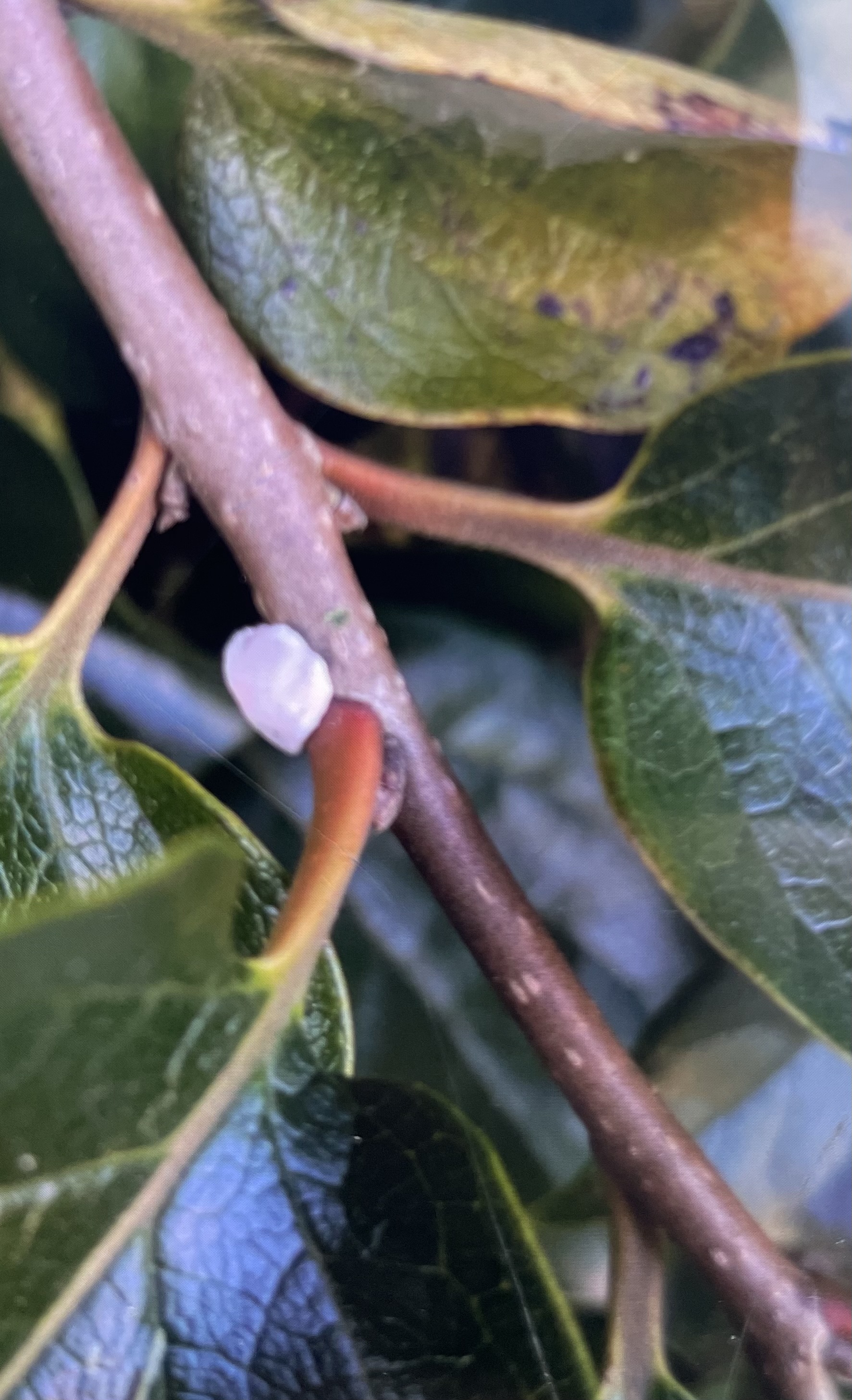 Scale on Persimmon Tree - General Fruit Growing - Growing Fruit