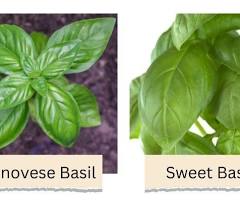 Sweet Basil vs Genovese Basil: Differences & How To Choose