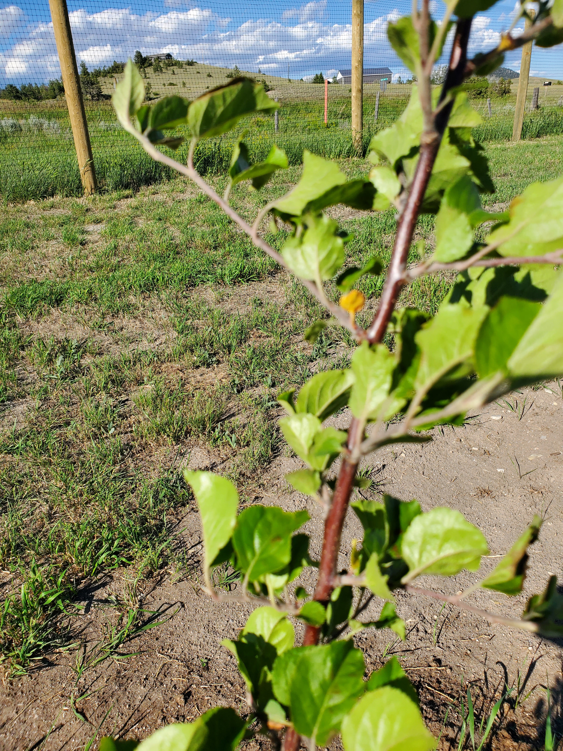 Help diagnosing apple tree disease and cure - General Fruit Growing ...
