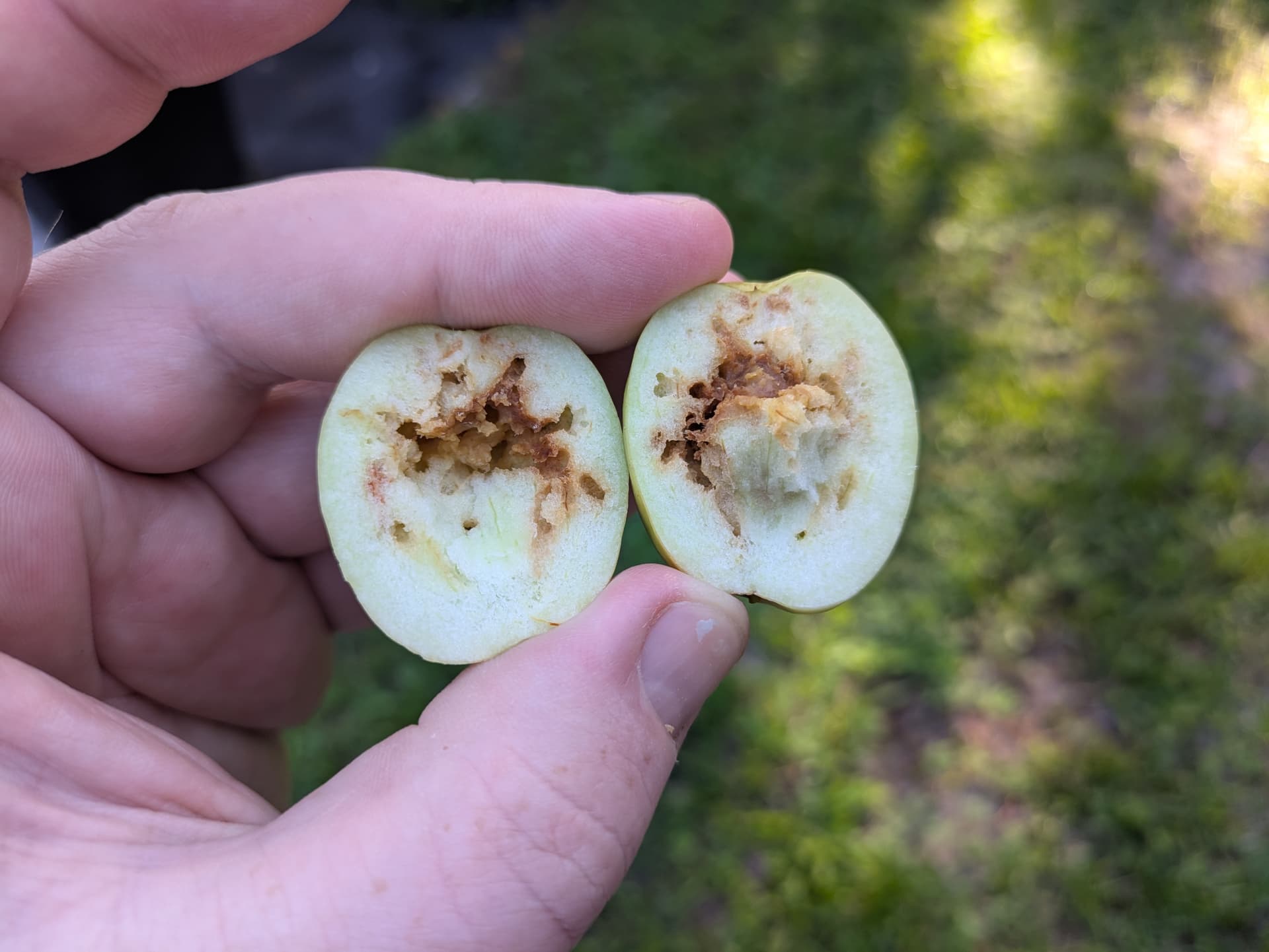 Jujube worms - General Fruit Growing - Growing Fruit