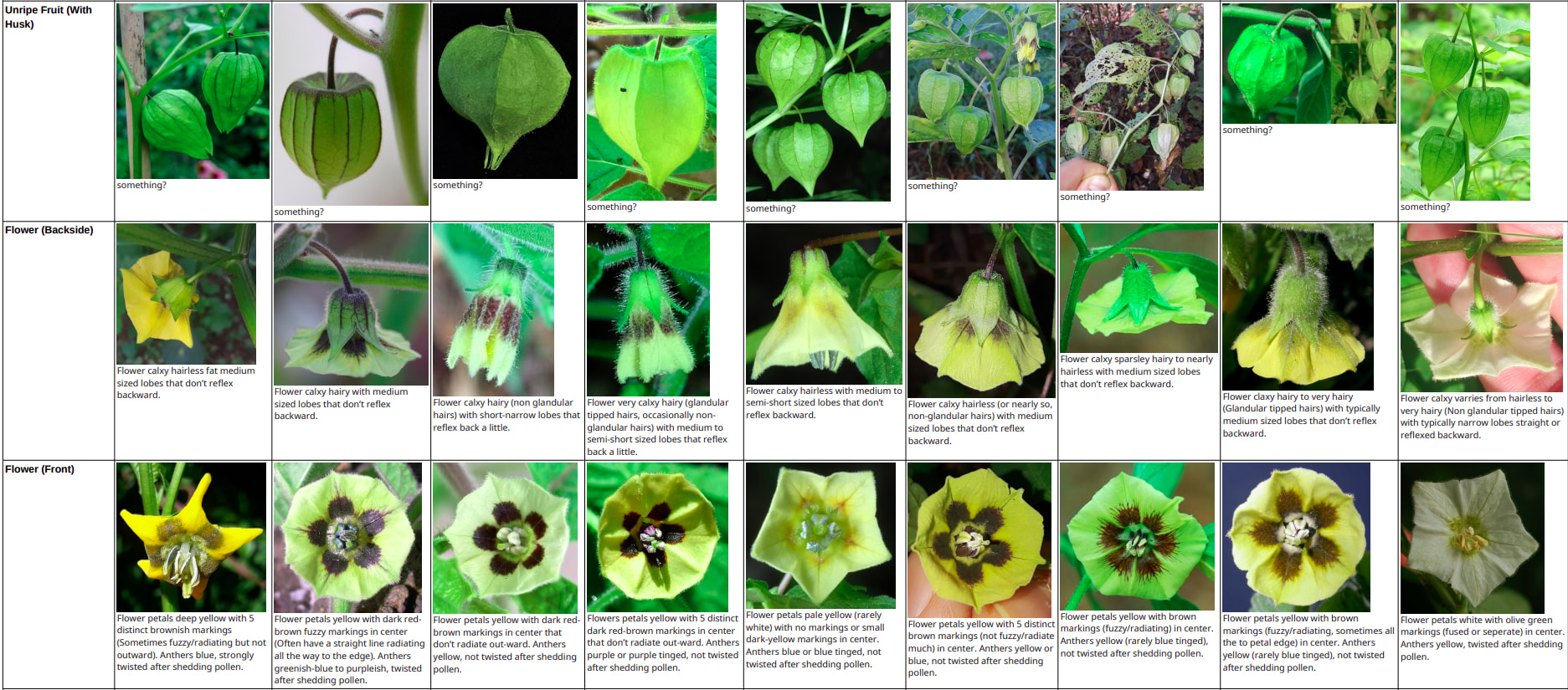 Physalis Species ID Guide Pictures Growing Fruit Physalis Species ID Guide Pictures Growing Fruit