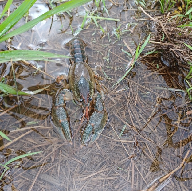 Screenshot_20250614_161314_Gallery