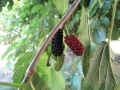 Illinois Everbearing mulberries